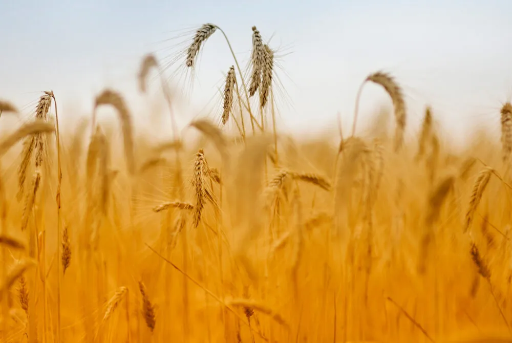 Picture of wheat an example of a commodity